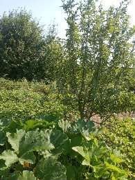 Участок 6 сот. (СНТ, ДНП)