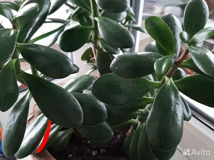 Крассула толстянка