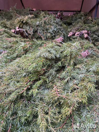 Можжевеловые веники