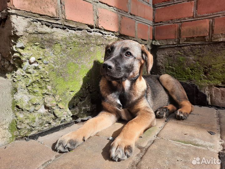 Щенок ищет хозяина