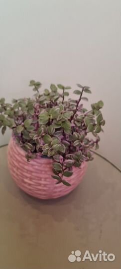 Коллизия розовая пантера