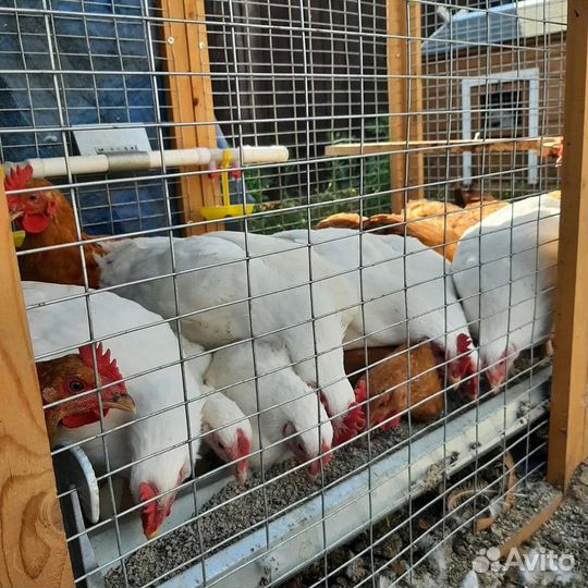 Несушки на дом