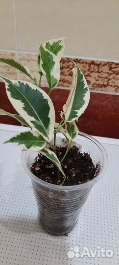 Фикусы, монстера