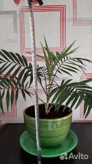 Продам комнатные растения