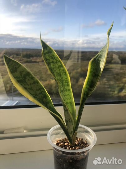 Сансевиерия Лауренти