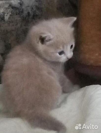 Кошки