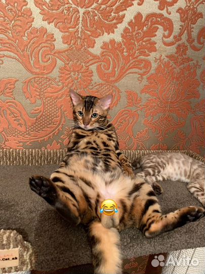 Бенгальские котята