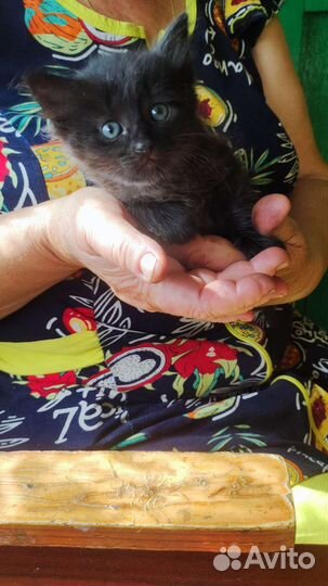 Котенок в дар