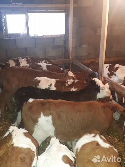 Бычки и телята