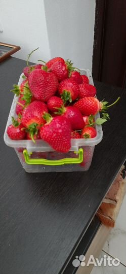 Рассада клубники