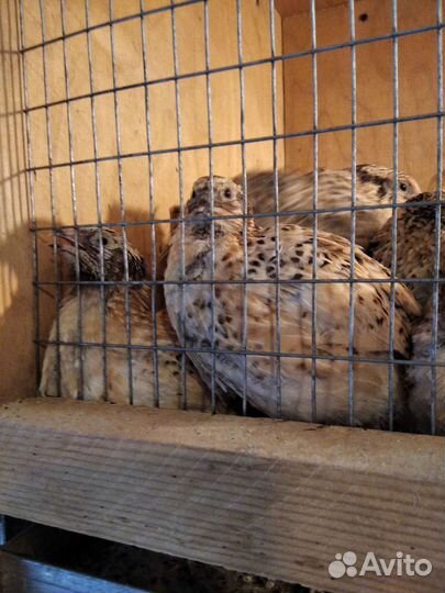 Перепел, Фазан, Цесарка