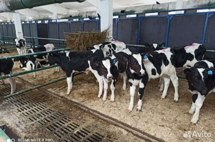 Продаем телята
