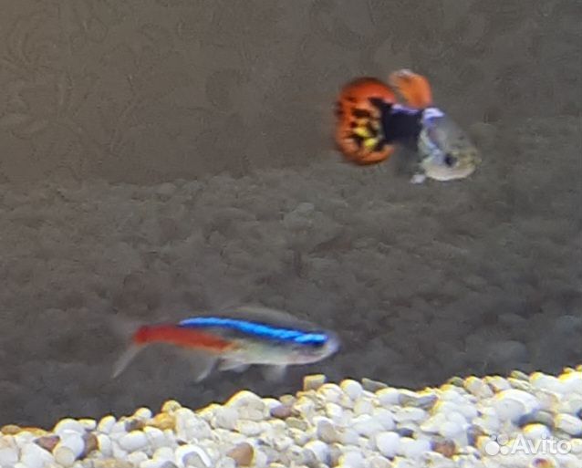 Гуппи, грот Колизей декорация аквариума