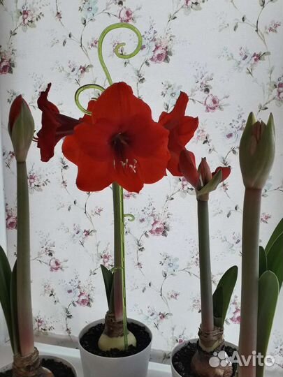 Амариллис сорта Парк Оранж