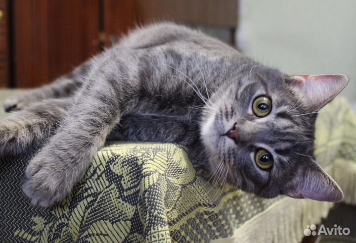 Котик Вениамин ищет свою Семью