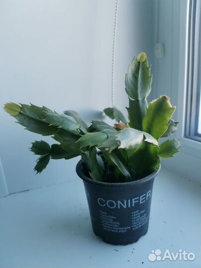 Комнатные растения цветы