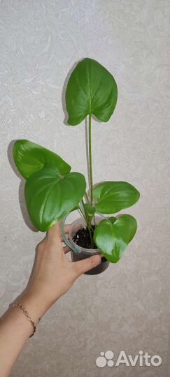 Калла эфиопская