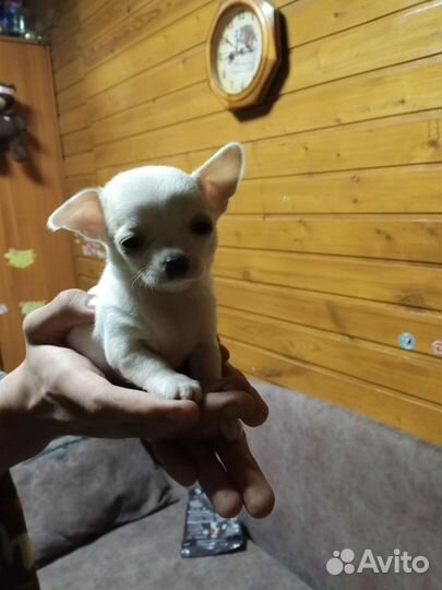 Щенки чихуахуа мини