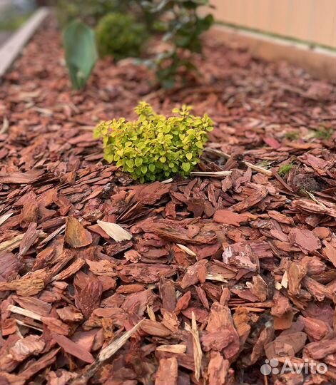 Кора Сибирской лиственницы