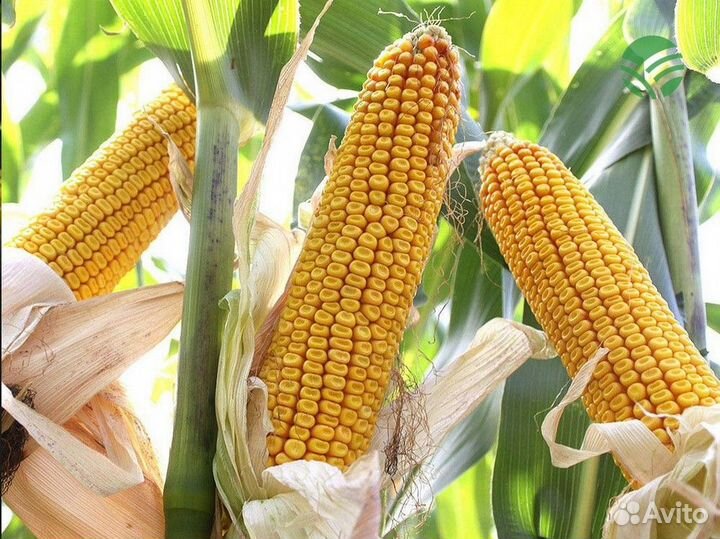 Семена подсолнечника и кукурузы