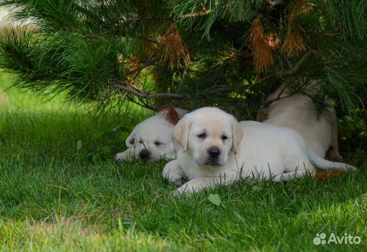 Продам щенков лабрадора