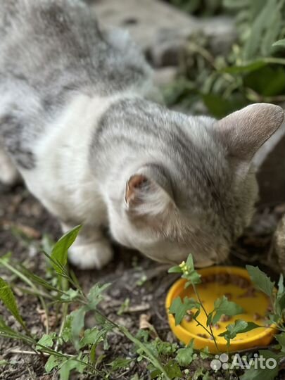 Отдам в добрые руки