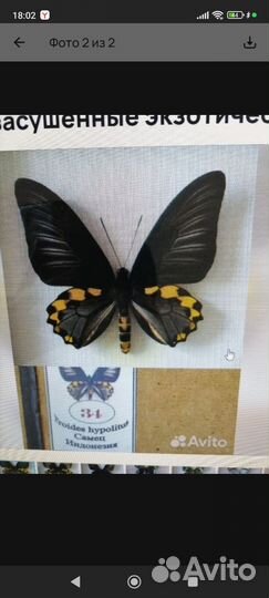 Самец Индонезия 600