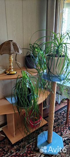 Бокарнея нолина