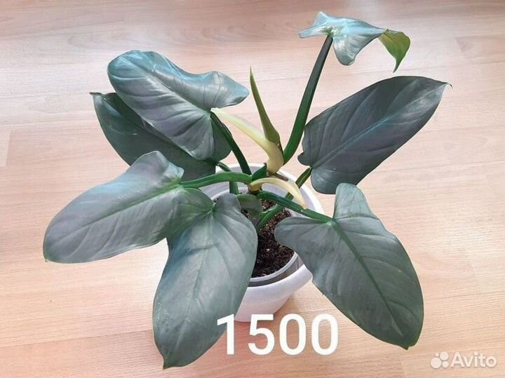 Аглаонемы, филодендрон