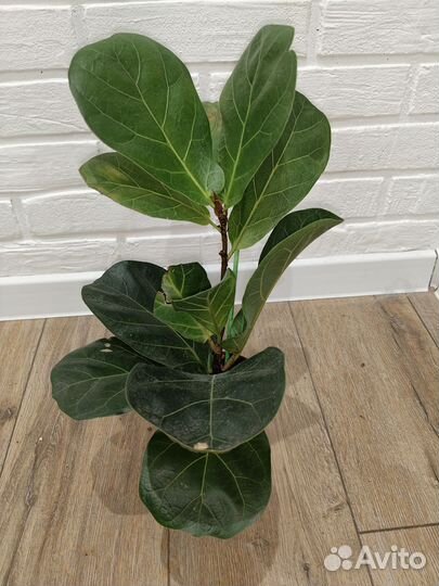 Фикус лирата бамбино комнатные растения цветы