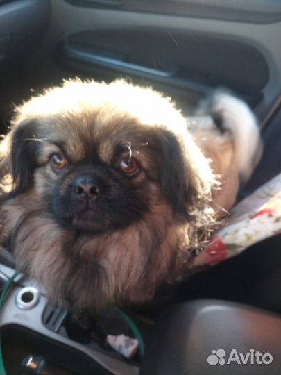 Вязка пекинес