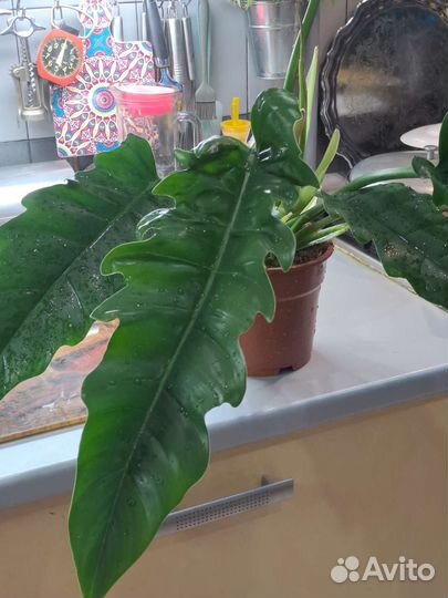 Филодендрон Heppy Эскейп