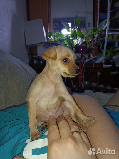 Той-терьер щенки