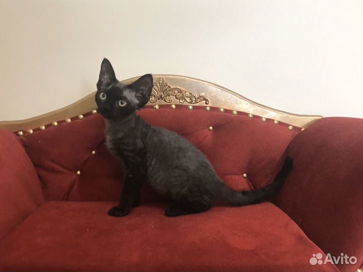 Девон рекс черная Багира