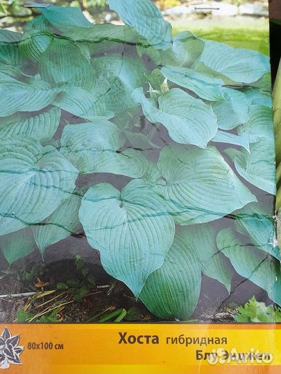 Хоста голубой Ангел, саженцы в горшках