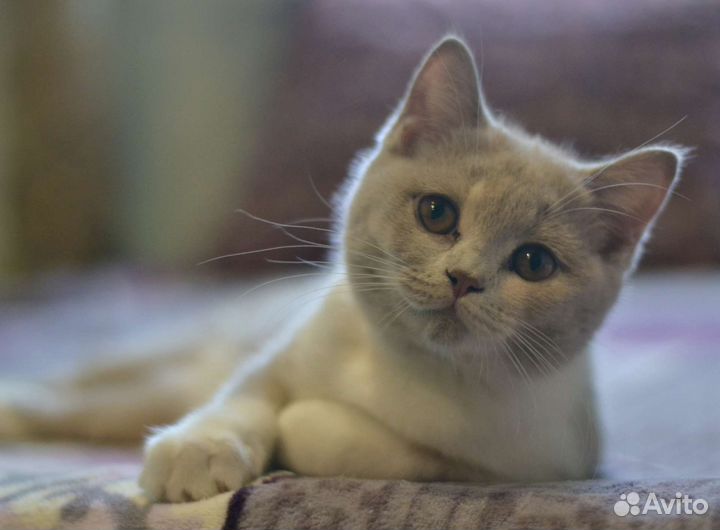 Британские котята