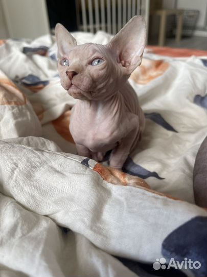 Канадский сфинкс котенок