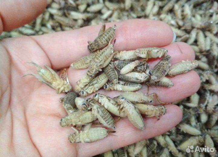 Кормовые тараканы, сверчки, зофобас