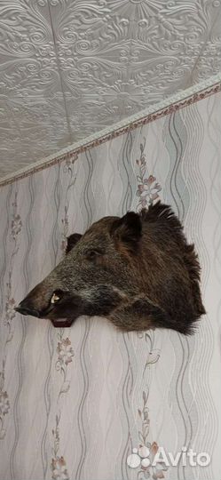 Чучело головы кабана