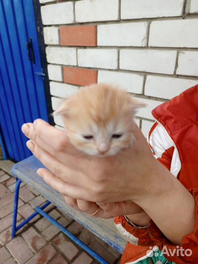 Кошка с котятами в дар