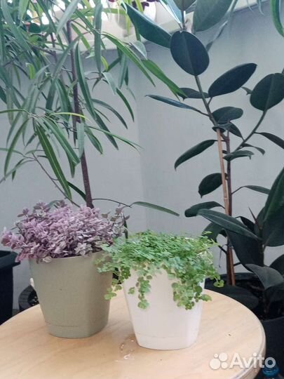 Красивые растения