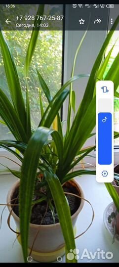 Комнатные цветы