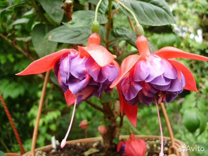 Черенки фуксии