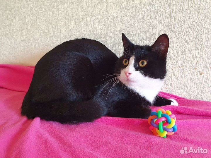 Молодой кот маркиз в добрые руки