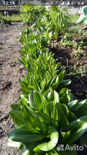 Безвременник (колхикум)