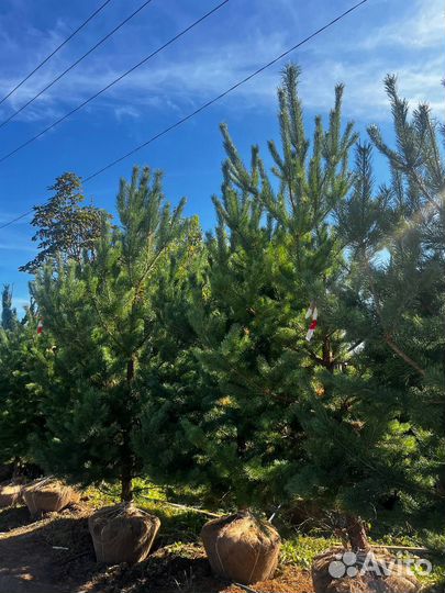 Ели и сосны 2 метра