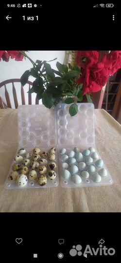 Яйца перепелиные домашние