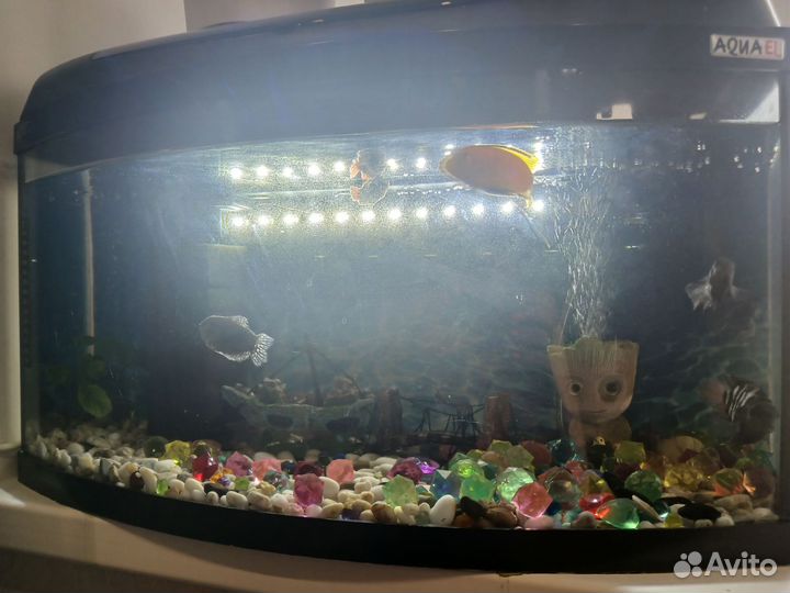 Аквариум с рыбками