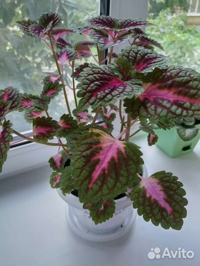 Колеус-блюме