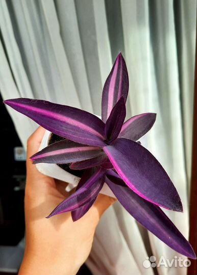 Комнатные растения